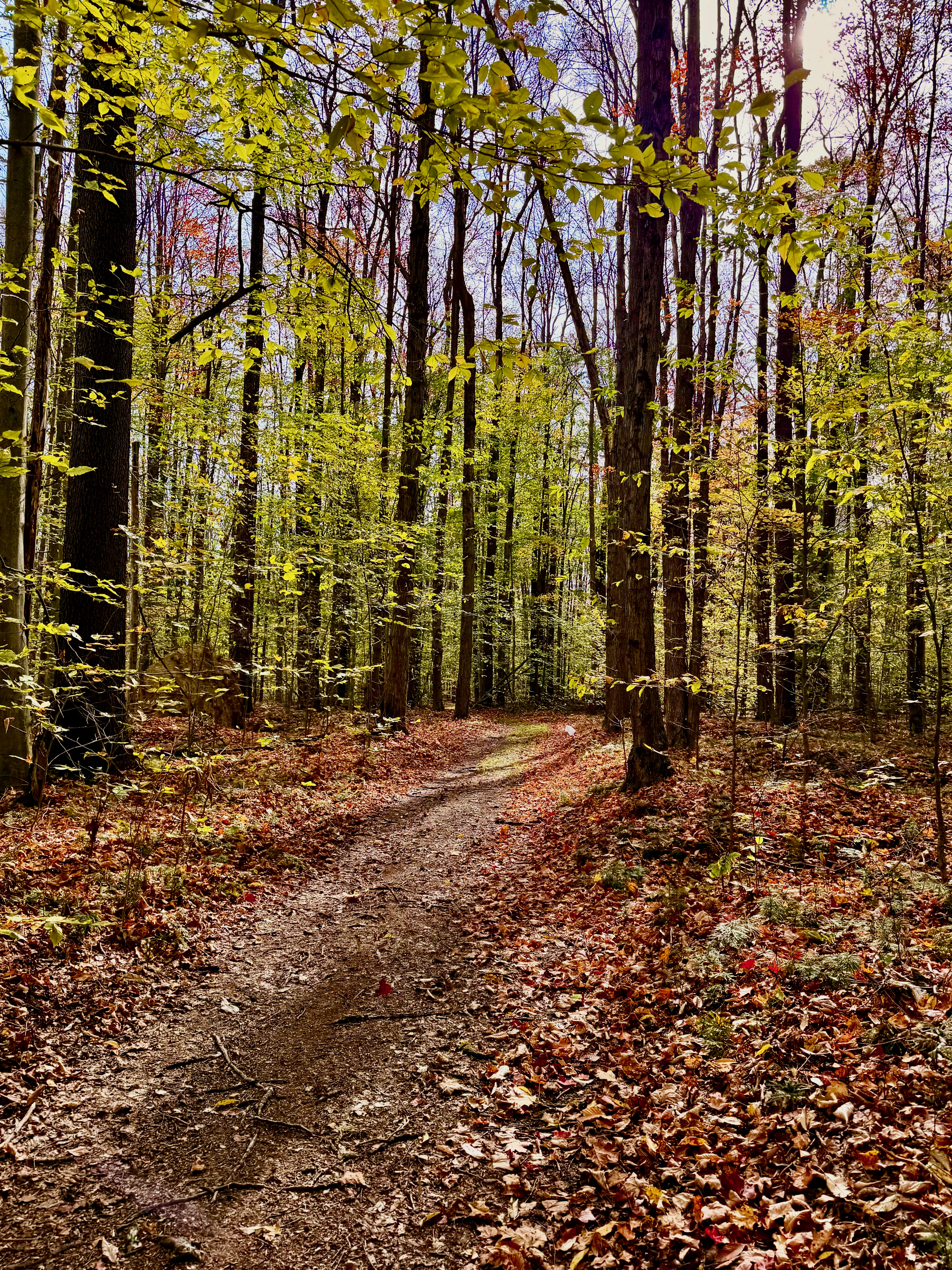 A winding dirt path through a vibrant forest in autumn, surrounded by tall trees with bright green leaves and scattered fallen leaves in shades of red and orange on the ground. Sunlight filters through the tree canopy, illuminating the tranquil woodland scene. Laurel Mill Trail System mountain bike trail.