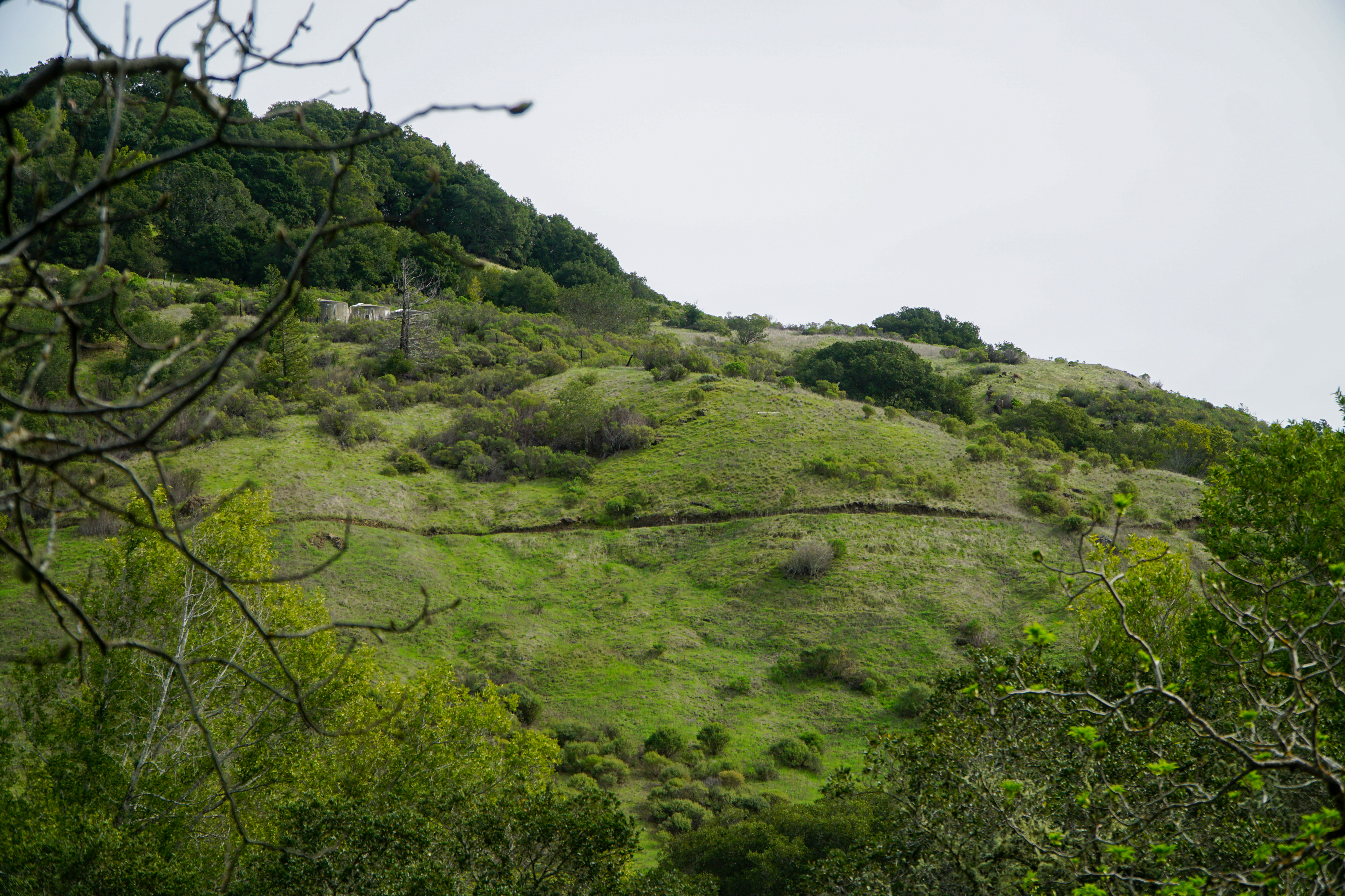 A scenic view of rolling green hills, dotted with sparse vegetation and a winding path, under a cloudy sky. A few trees are visible in the foreground, framing the landscape. Caballo Rojo mountain bike trail.