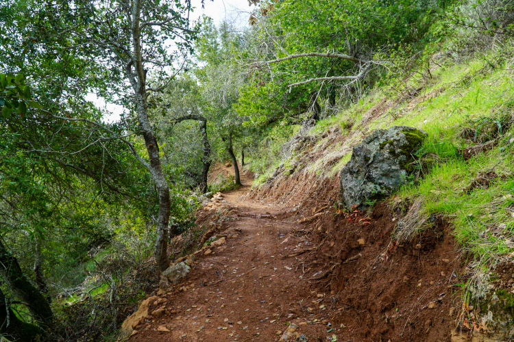 A winding dirt trail lined with trees and greenery, surrounded by rocky terrain and vibrant foliage. The path is slightly elevated, creating a natural pathway through a peaceful forest setting.