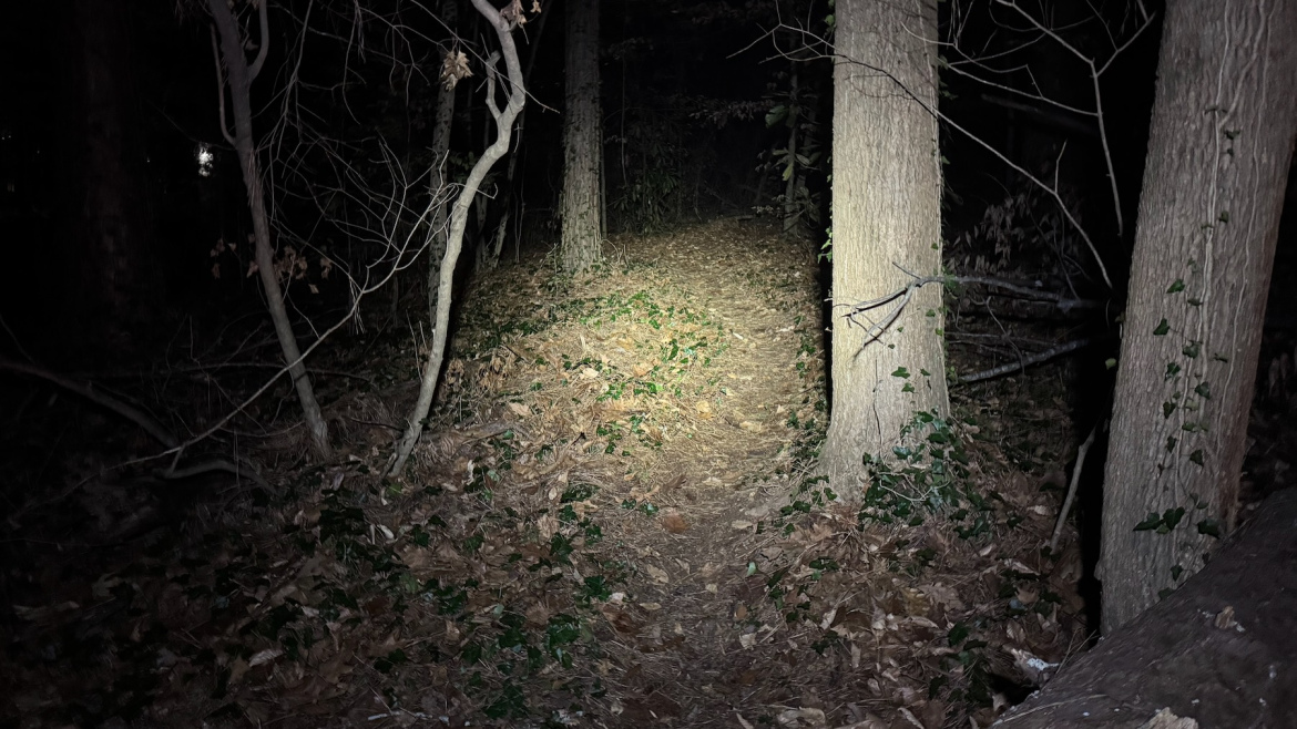 A dimly lit path through a dark forest, illuminated by a flashlight. Tall trees stand on either side, with fallen leaves and patches of ivy covering the ground. The scene conveys a sense of mystery and tranquility in a natural setting.