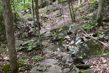 A forest trail winding through a wooded area, featuring a rocky path surrounded by trees and lush green foliage. Some fallen leaves and small plants are visible along the trail. Maple Wind Farm mountain bike trail.