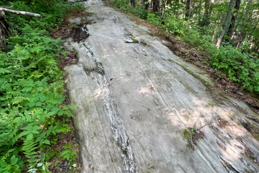 A smooth, rocky outcrop covered with patches of moss and surrounded by green foliage, leading through a sun-dappled forest. The scene captures a natural pathway that winds through the trees, evoking a sense of tranquility and adventure in nature. Maple Wind Farm mountain bike trail.