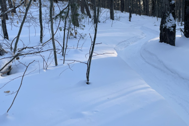 A snowy forest scene featuring a winding path through untouched snow, bordered by thin trees and underbrush. Sunlight reflects off the snow, creating gentle shadows and highlighting the serene atmosphere of the winter landscape. Mud Pond Loop mountain bike trail.
