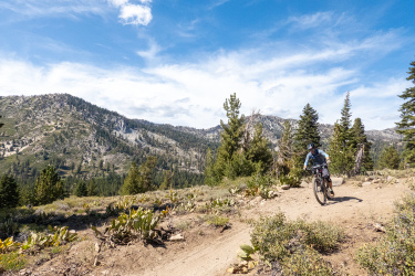 A mountain biker riding along a dirt trail in a mountainous landscape, surrounded by pine trees and wildflowers, with a clear blue sky and rolling hills in the background. Tyrolian Downhill mountain bike trail.