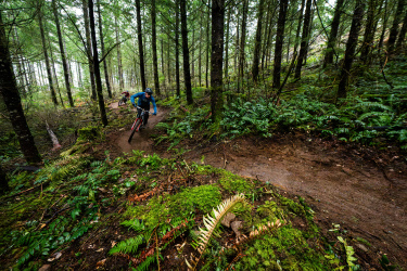 Two mountain bikers navigate a winding dirt trail through a lush, green forest. The scene features tall trees and ferns, creating a vibrant and natural atmosphere, with one rider prominently taking a sharp turn while the other follows closely behind. Natural Delight mountain bike trail.