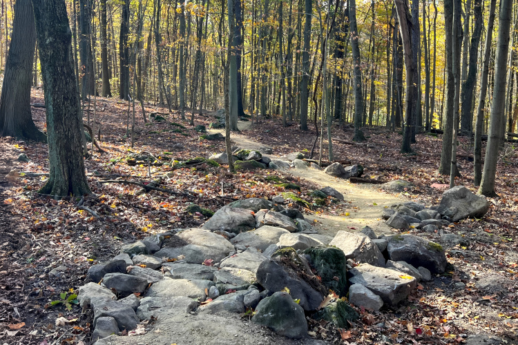A winding dirt path through a forest, lined with large rocks and surrounded by trees with autumn foliage. The forest floor is covered with fallen leaves and small branches, creating a natural and serene atmosphere.