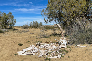 Desert landscape featuring a collection of animal bones, including a skull and vertebrae, set against a backdrop of sparse vegetation and blue sky.