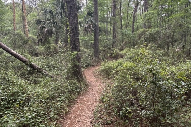 A winding dirt path meanders through a dense forest, surrounded by tall trees and lush green vegetation. Sunlight filters through the leaves, creating a serene atmosphere. The ground is covered with fallen leaves and underbrush, inviting exploration into the tranquil natural landscape. Santos mountain bike trail.