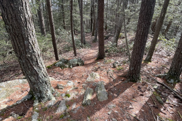 A narrow dirt trail winding through a dense forest, lined with tall trees and scattered rocks, with pine needles covering the ground and a portion of a bike tire visible on the left side of the image. Bigelow Hollow State Park mountain bike trail.