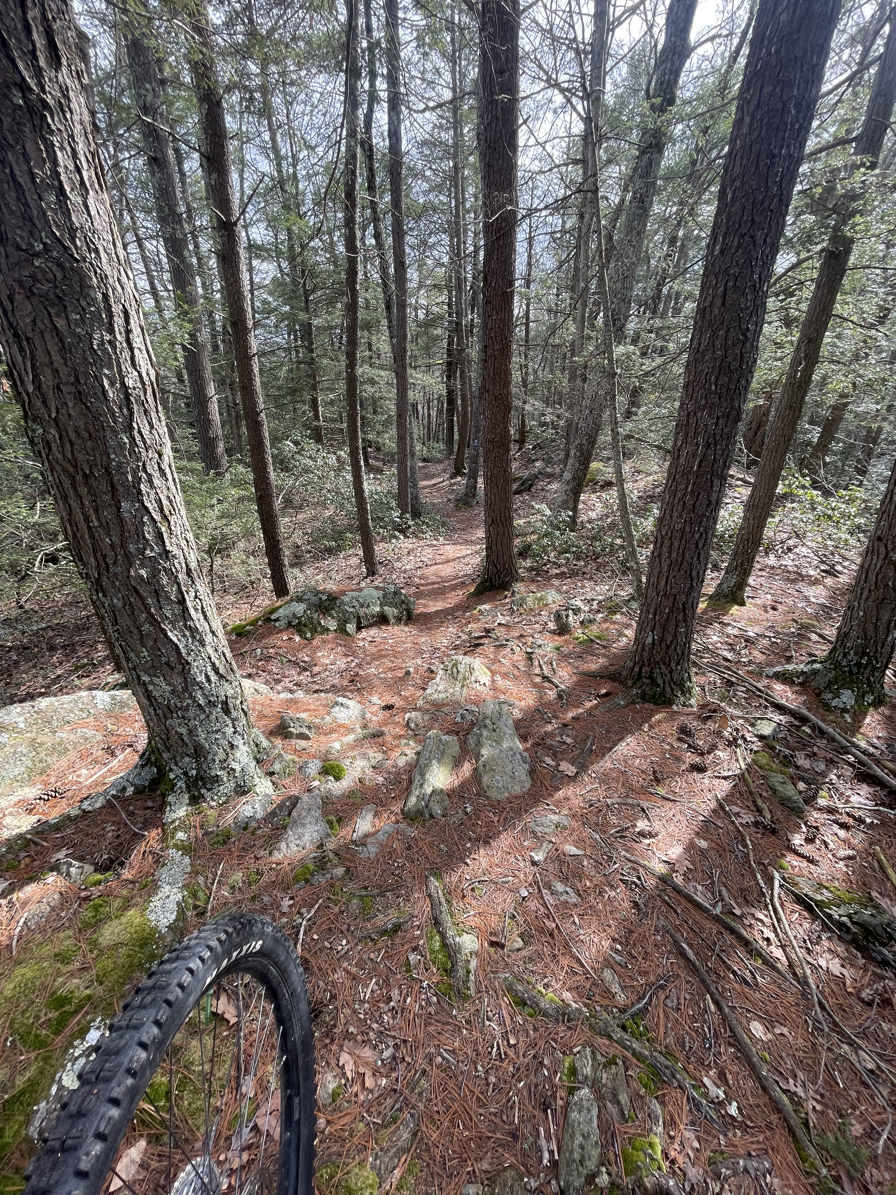 A narrow dirt trail winding through a dense forest, lined with tall trees and scattered rocks, with pine needles covering the ground and a portion of a bike tire visible on the left side of the image. Bigelow Hollow State Park mountain bike trail.