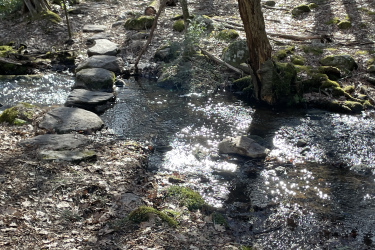 A serene woodland scene featuring a small stream glistening in the sunlight. Smooth stones create a natural stepping path across the water. The surrounding area is covered in dried leaves and patches of green moss, with trees casting gentle shadows in the background. Bigelow Hollow State Park mountain bike trail.