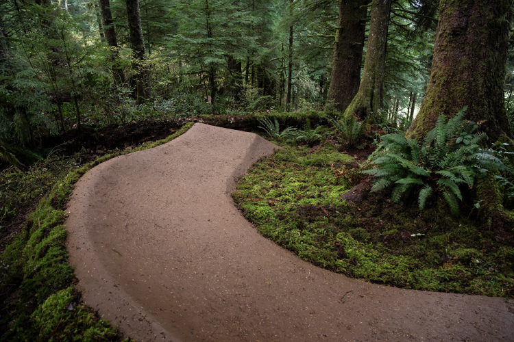 A winding dirt trail surrounded by lush greenery in a forest, with moss-covered ground and ferns along the edges.