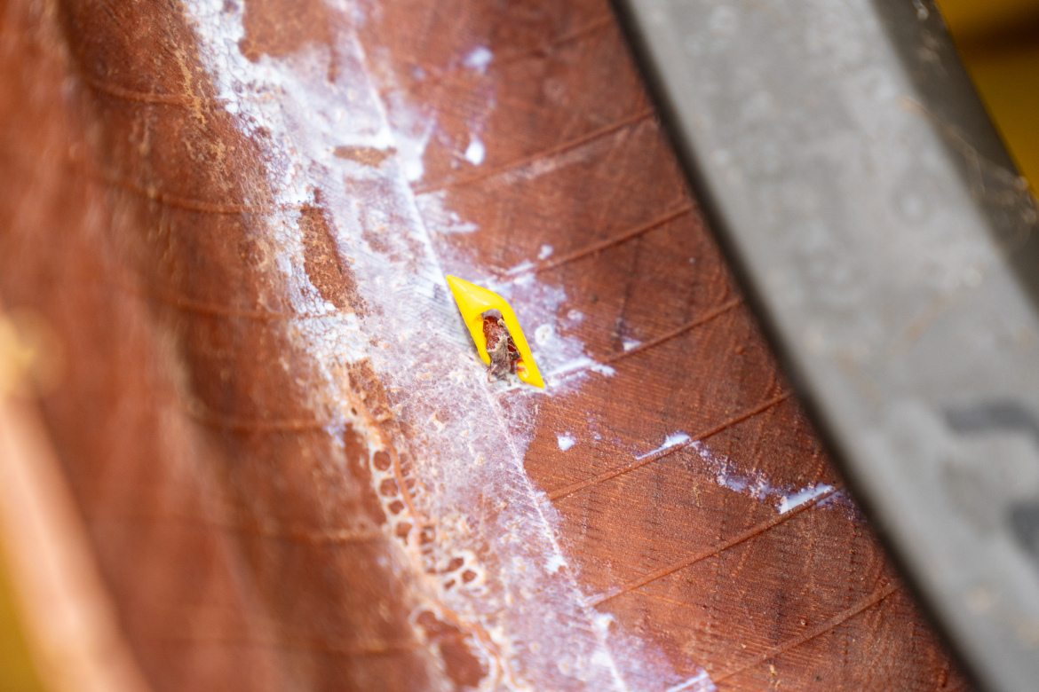 A close-up image of a wooden surface with a yellow triangular object embedded in it. Surrounding the object, there are traces of a white substance, and the wood features visible grain lines and textures.