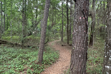 A narrow dirt path meanders through a lush green forest, flanked by tall trees and surrounded by dense foliage. The ground is covered in fallen leaves, and the atmosphere is serene and inviting.