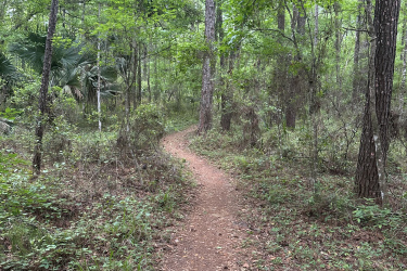 A winding dirt path surrounded by lush green vegetation and trees in a wooded area. The trail is lined with small plants and leaves, suggesting a serene and natural environment. Twister mountain bike trail.