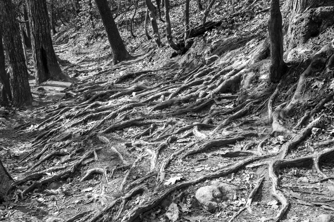 A black and white photograph of a forest floor covered with tangled tree roots, scattered leaves, and rocky terrain, with trees partially visible in the background.