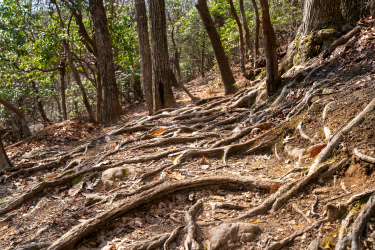 Spencer Gap trail photo