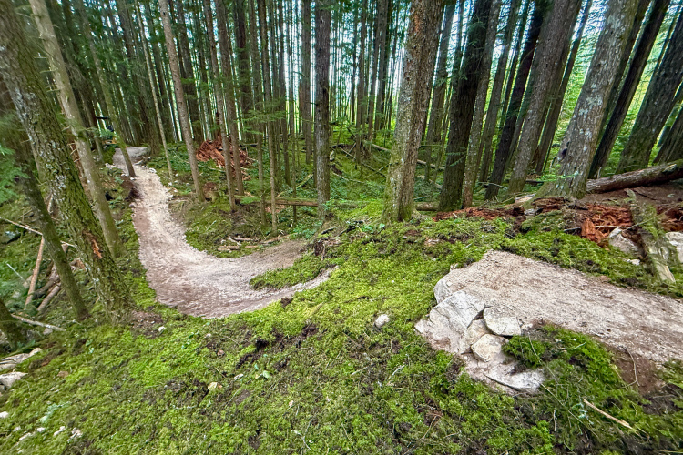 A winding dirt path through a lush forest, surrounded by tall trees and vibrant green moss. The trail curves gently, indicating a natural, serene hiking or biking route. Sunlight filters through the tree canopy, creating a peaceful atmosphere.