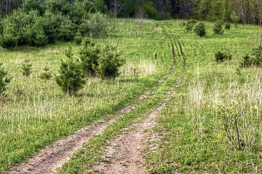 A dirt path winding through a grassy clearing, bordered by trees and low shrubs, with tire tracks visible on the ground. The background features a mix of trees in varying shades of green under a clear sky. Parkhill Conservation area and rail trail mountain bike trail.