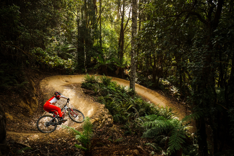 A mountain biker in a red and white outfit rides on a winding dirt trail through a lush, green forest. The sunlight filters through the trees, creating a vibrant, natural atmosphere. Ferns and foliage frame the path as the cyclist takes a sharp turn.