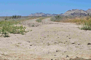 A tortoise crawling along a dry, sandy path with sparse vegetation, set against a clear blue sky and distant mountains. Vashlovani National Park Adventure Loop mountain bike trail.