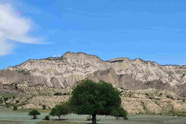 A landscape featuring a green tree in the foreground with a backdrop of rugged, layered cliffs under a clear blue sky. The foreground is a grassy field with patches of vegetation, and scattered smaller trees can be seen nearby. Vashlovani National Park Adventure Loop mountain bike trail.