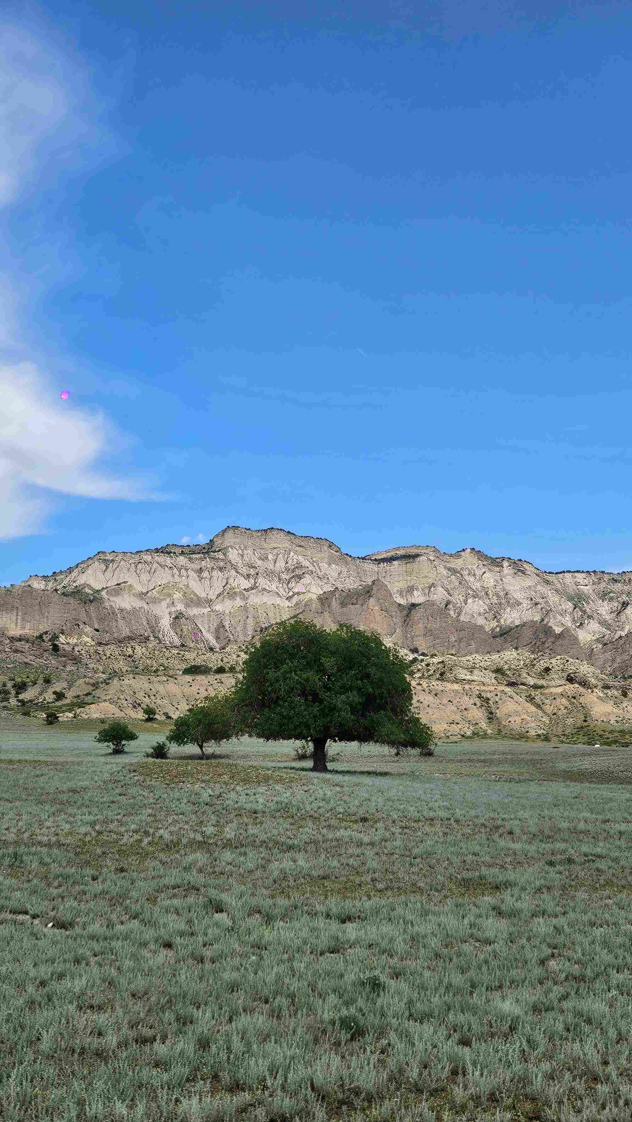 A landscape featuring a green tree in the foreground with a backdrop of rugged, layered cliffs under a clear blue sky. The foreground is a grassy field with patches of vegetation, and scattered smaller trees can be seen nearby. Vashlovani National Park Adventure Loop mountain bike trail.