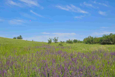 A mountain bike resting on a vibrant field of purple flowers under a clear blue sky. The landscape features lush green grass and distant trees, creating a serene outdoor setting. Vashlovani National Park Adventure Loop mountain bike trail.