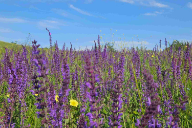 A vibrant field of purple flowers under a clear blue sky, with wispy clouds and a few yellow wildflowers interspersed among the greenery. The perspective is low, capturing the flowers in the foreground, creating a sense of depth and natural beauty. Vashlovani National Park Adventure Loop mountain bike trail.