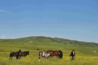 A group of horses grazing in a vibrant yellow flower-filled meadow, with rolling green hills and a clear blue sky in the background. Vashlovani National Park Adventure Loop mountain bike trail.