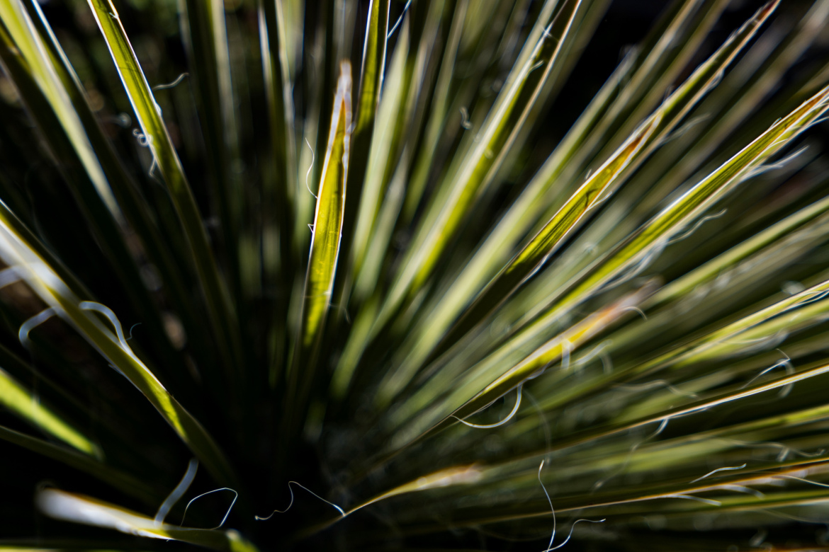 Close-up view of green, spiky plant leaves with fine, hair-like fibers, set against a darker background. The image captures the texture and details of the leaves, showcasing their sharp, elongated shapes and vibrant colors. Highline Trail: Inner Sanctum mountain bike trail.