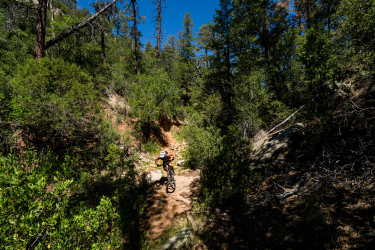 A mountain biker navigating a rocky trail surrounded by lush green vegetation and tall trees under a clear blue sky. Pine-Strawberry Loop mountain bike trail.