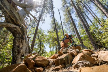 A mountain biker navigating a rocky trail in a dense forest, with tall trees and bright sunlight filtering through the leaves. Pine-Strawberry Loop mountain bike trail.