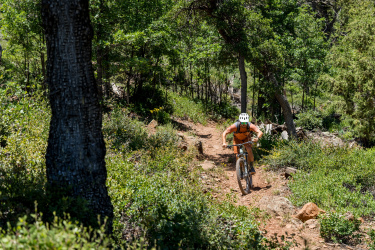 A mountain biker riding up a narrow dirt trail surrounded by lush greenery and trees on a sunny day. Pine-Strawberry Loop mountain bike trail.