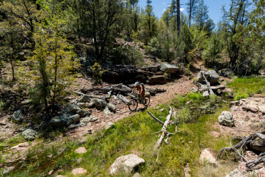 A mountain biker navigates a rocky trail surrounded by trees and vegetation on a sunny day. Small patches of grass and moss are visible, with logs and boulders scattered along the path. Arizona Trail: Whiterock Mesa mountain bike trail.