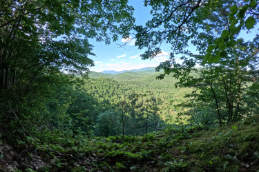A panoramic view of a lush green valley surrounded by mountains, seen through the foliage of trees. The sky is partly cloudy, and the landscape is filled with dense greenery, including ferns and underbrush. Maple Wind Farm mountain bike trail.