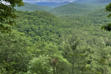A scenic view of lush green hills and valleys under a cloudy sky, with a foreground of trees and underbrush. The landscape features varying shades of green, indicating a dense forest setting, with distant mountains visible in the background. Maple Wind Farm mountain bike trail.