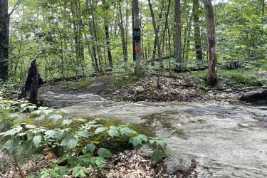 A tranquil forest scene featuring a rocky path leading through lush greenery. In the background, a wooden trail sign is visible, with a vibrant green canopy of leaves and a soft carpet of fallen leaves along the forest floor. Maple Wind Farm mountain bike trail.