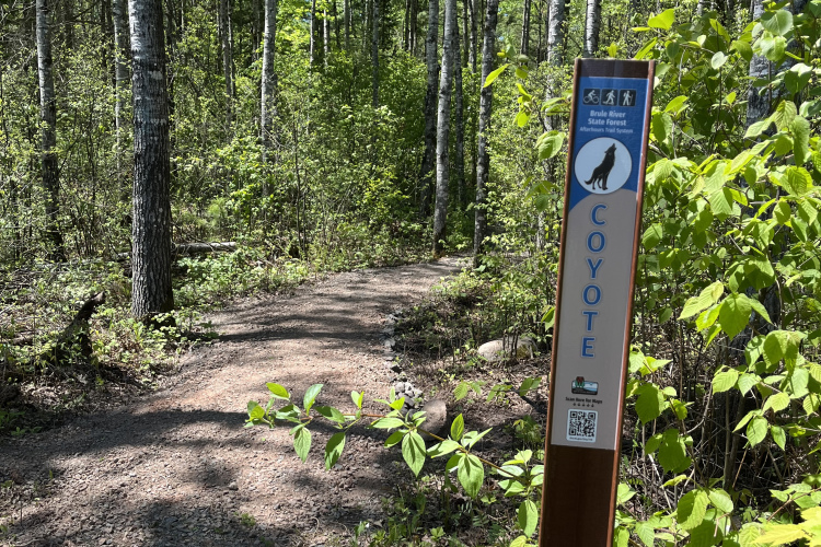 A dirt trail winding through a lush forest with green foliage and trees. A trail marker on the right side of the image indicates "Coyote," featuring an illustration of a coyote and symbols for biking and hiking.