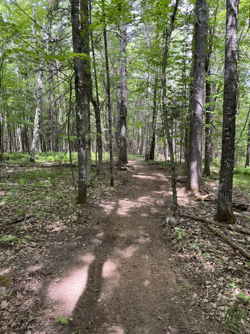 A winding dirt pathway surrounded by lush green trees and underbrush, with sunlight filtering through the leaves, casting dappled shadows on the trail. The scene conveys a peaceful and serene atmosphere, inviting exploration of the forest.