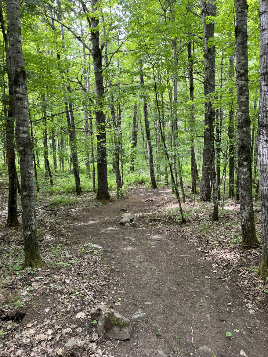 A serene forest path surrounded by tall trees, with abundant green leaves and a dirt trail winding through the woods. The ground is covered with small rocks and patches of foliage, creating a natural and peaceful atmosphere.