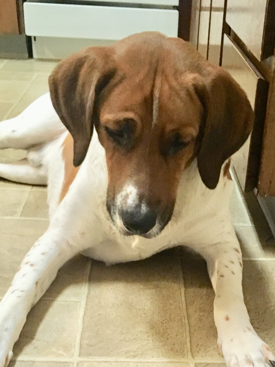 A medium-sized dog with brown and white markings lying on a tiled floor, looking down with a calm expression. The dog has droopy ears and a short tail, with its body slightly stretched out beside a kitchen area.