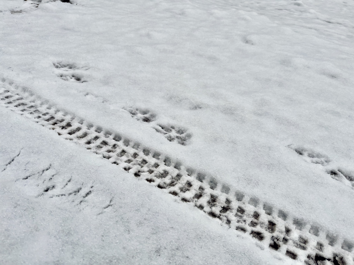 A close-up view of fresh snow covering the ground, featuring mountain bike tire tracks and dog paw prints imprinted on the surface. The contrast between the smooth, untouched snow and the patterned tracks creates a visual of movement in a winter landscape.