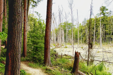 A winding dirt path through a forest, lined with tall trees on either side. The scene includes both healthy green foliage and dried, dead tree trunks in the background, indicating a mix of vibrant and decaying vegetation. Soft sunlight peeks through the trees, illuminating the path that leads into the distance. MTB Kingston mountain bike trail.