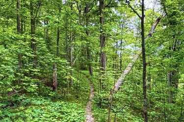 A narrow dirt path winding through a lush green forest, flanked by vibrant foliage and tall trees under a bright sky. 16 Mile Creek - Lions Valley Park mountain bike trail.