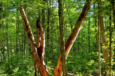 A unique tree formation in a lush green forest, with two prominent branches extending upward in a 'V' shape, surrounded by dense foliage and tall trees. Sunlight filters through the leaves, highlighting the rich textures of the tree bark and the vibrant greenery of the underbrush. 16 Mile Creek - Lions Valley Park mountain bike trail.