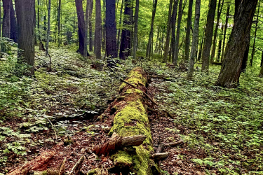 A sunlit forest scene featuring a fallen log covered in moss, surrounded by tall trees and lush green foliage. Sunbeams filter through the tree canopy, illuminating the forest floor. 16 Mile Creek - Lions Valley Park mountain bike trail.