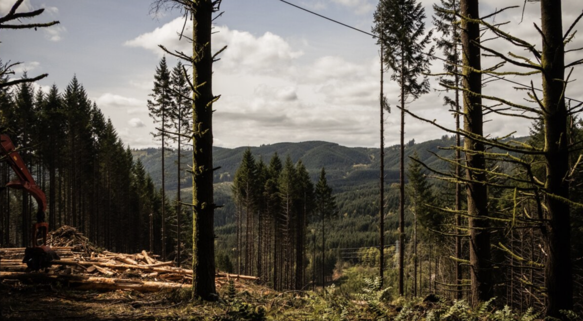 A logging area with cut tree trunks in the foreground, surrounded by tall trees. In the background, rolling hills and a cloudy sky can be seen, indicating a forested landscape.