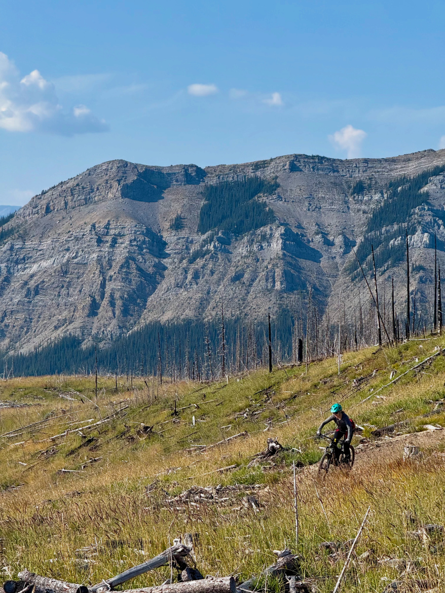 A mountain biker rides through a grassy, open area with scattered logs and stumps, set against a backdrop of rugged mountains and blue skies. Pine trees line the lower part of the mountain, indicating a transition from vegetation to rocky terrain. The scene captures a sense of adventure in a natural landscape.