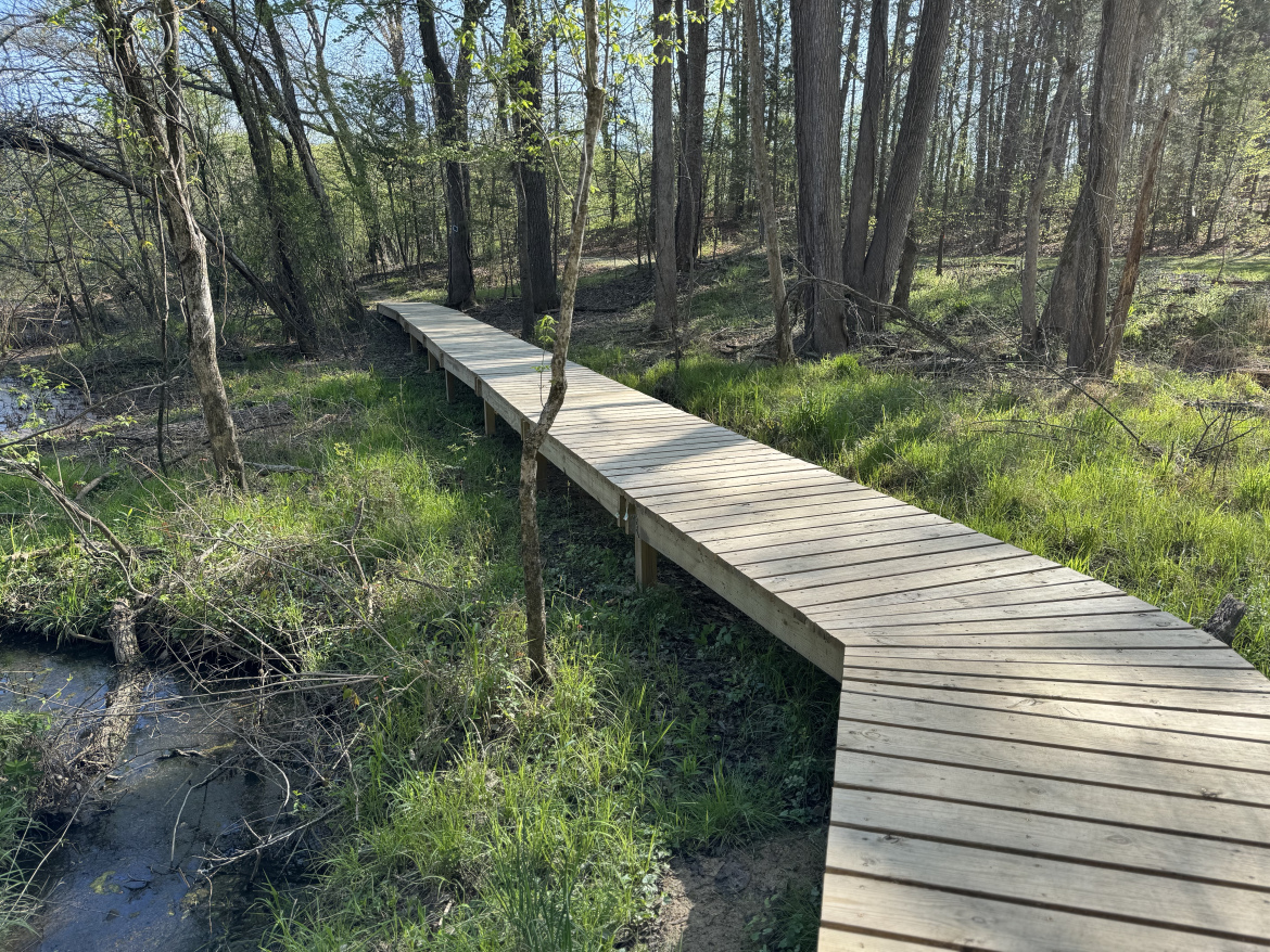 A wooden boardwalk winding through a lush green forest, surrounded by trees and tall grass, with a small stream visible on the left side. The sunlight filters through the branches, creating a serene and inviting atmosphere.